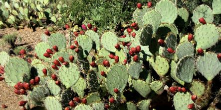 Beyond Jelly: Prickly Pear Fruit Cooking Demonstration and Tasting