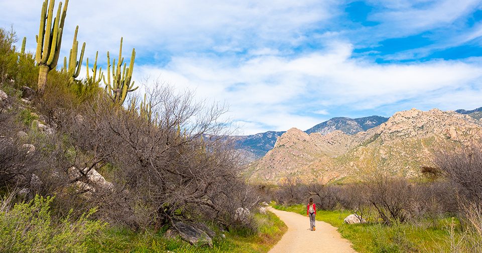 are dogs allowed at catalina state park