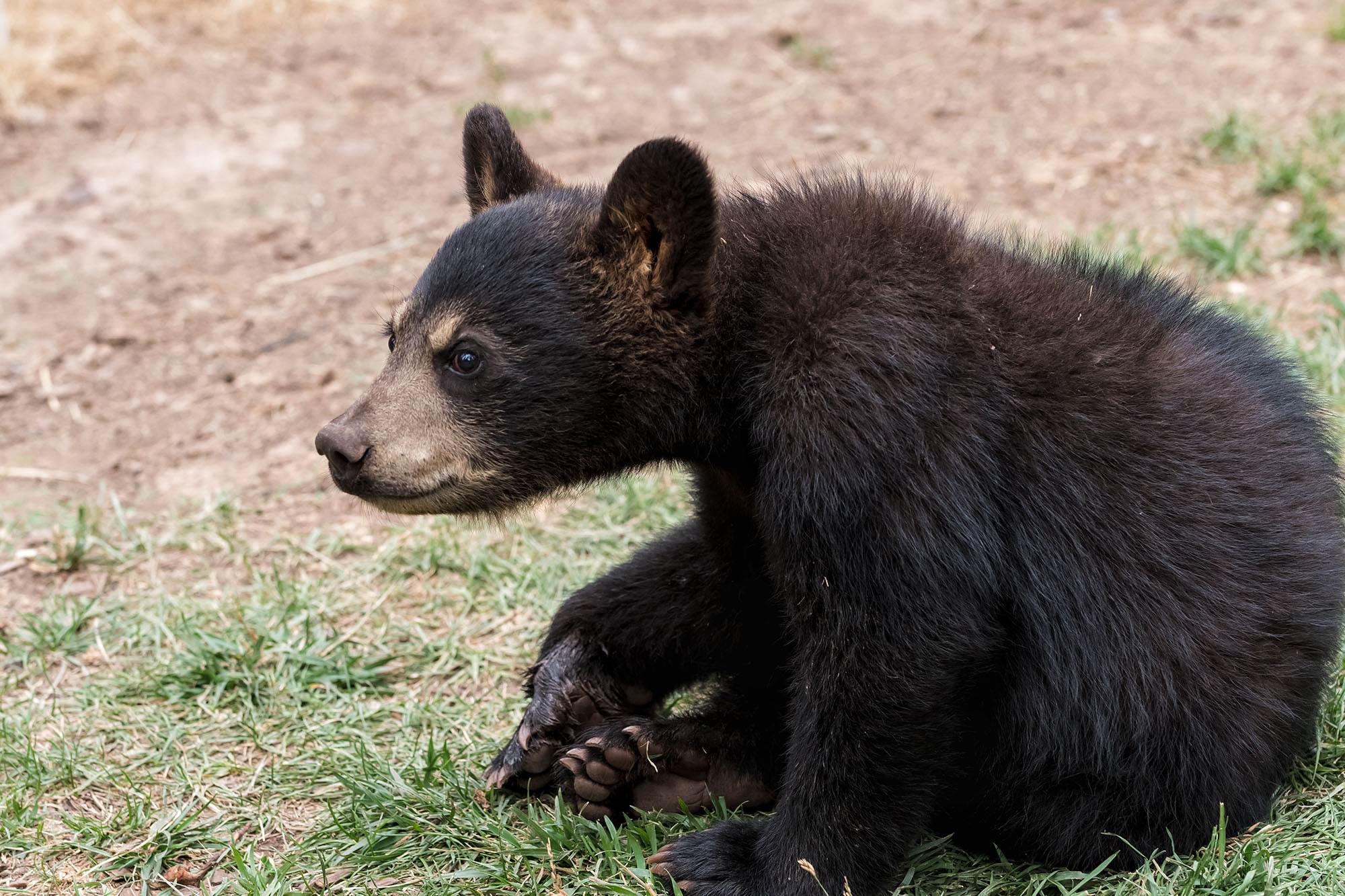 Bearizona Wildlife Park | Visit Arizona