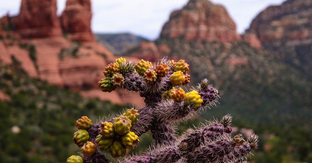 Sedona Chamber of Commerce Visitor Center | Visit Arizona