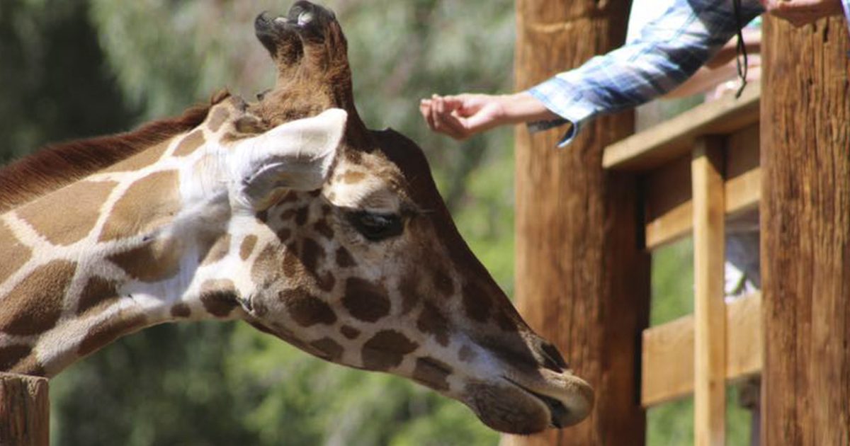 wildlife world zoo aquarium and safari park in phoenix arizona