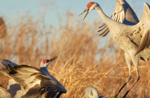 7 Arizona Spots Every Birder Should Know About