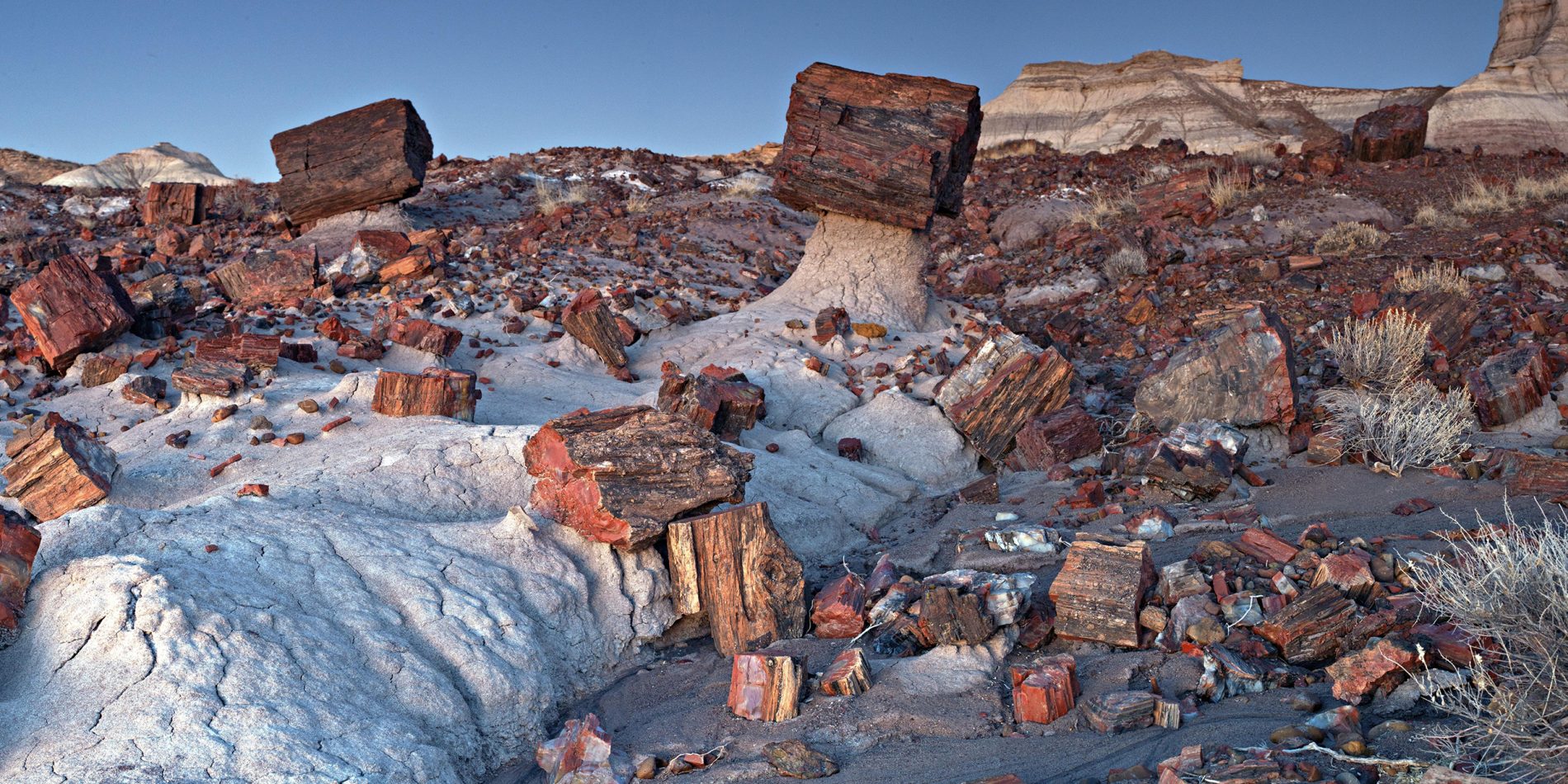 Petrified forest of black hills