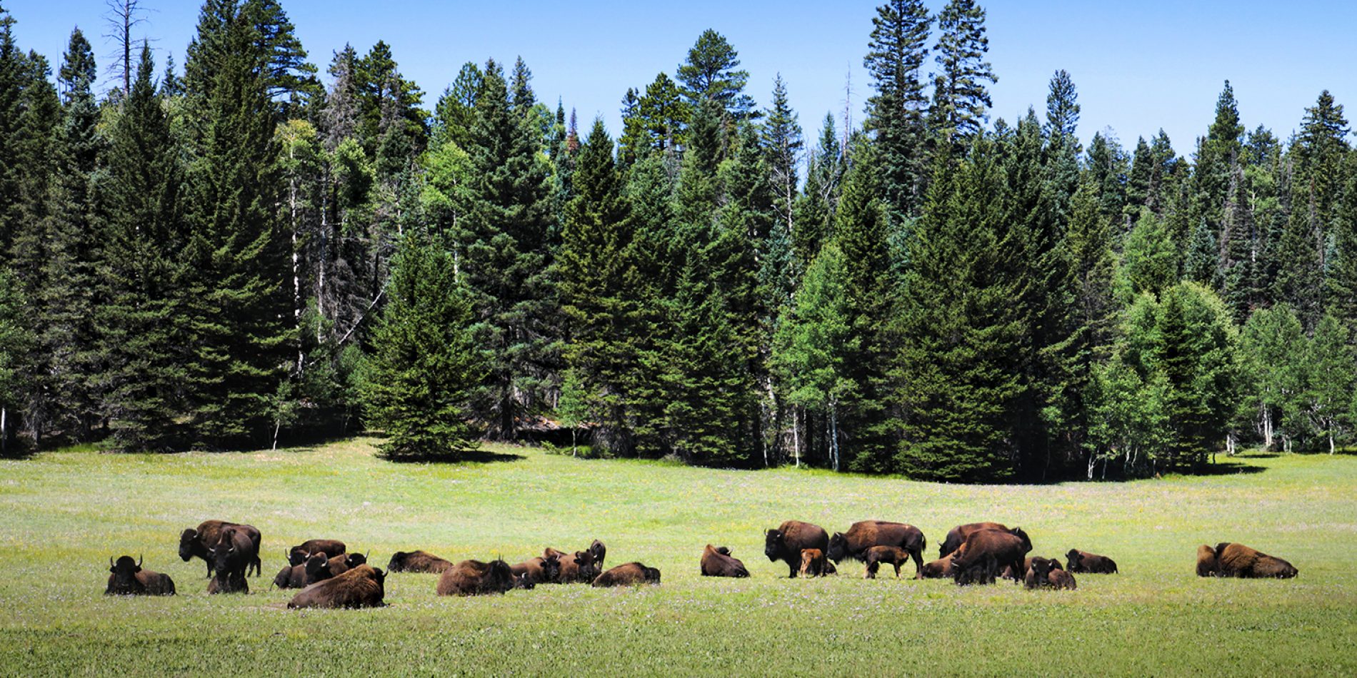 Kaibab Plateau