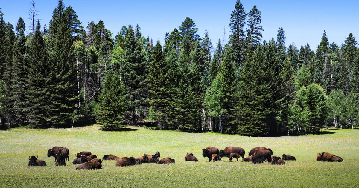 Kaibab National Forest  Visit Arizona